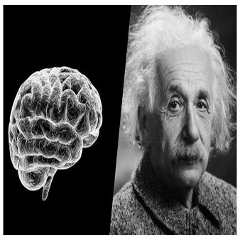 爱因斯坦的脑子。拍下后自动长到你的大脑